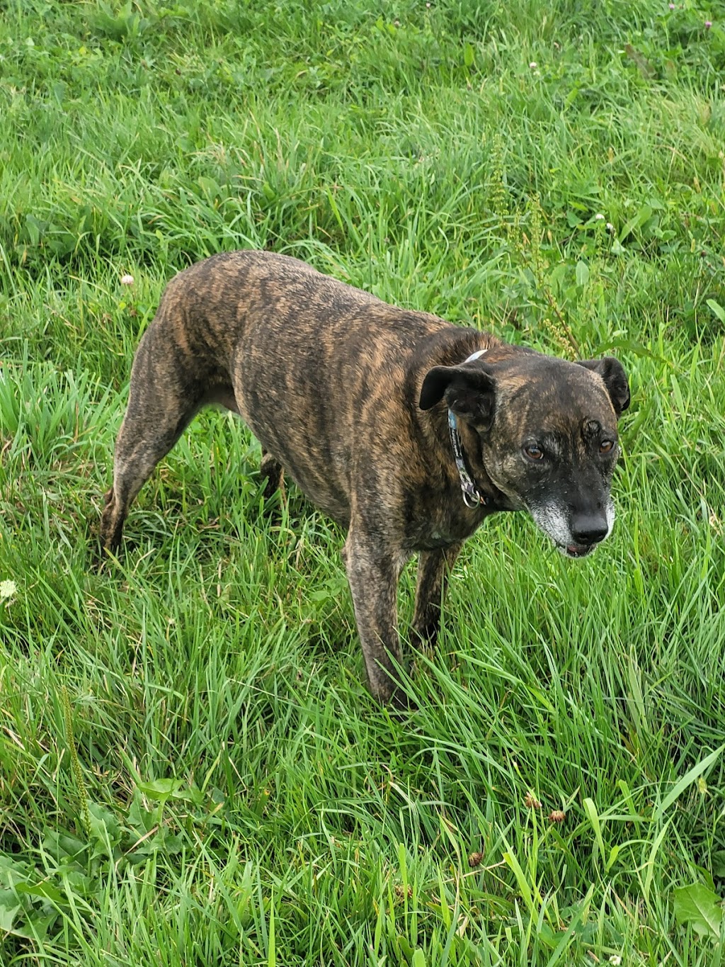 Muddy Paws Adventures, Nova Scotia | 820 McKay Rd, McKay Section, NS B0N 2A0, Canada | Phone: (902) 440-4872