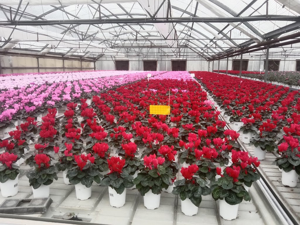 Rosedale Greenhouses Ltd | 50935 Wilbourn Rd, Rosedale, BC V0X 1X0, Canada | Phone: (604) 858-8100