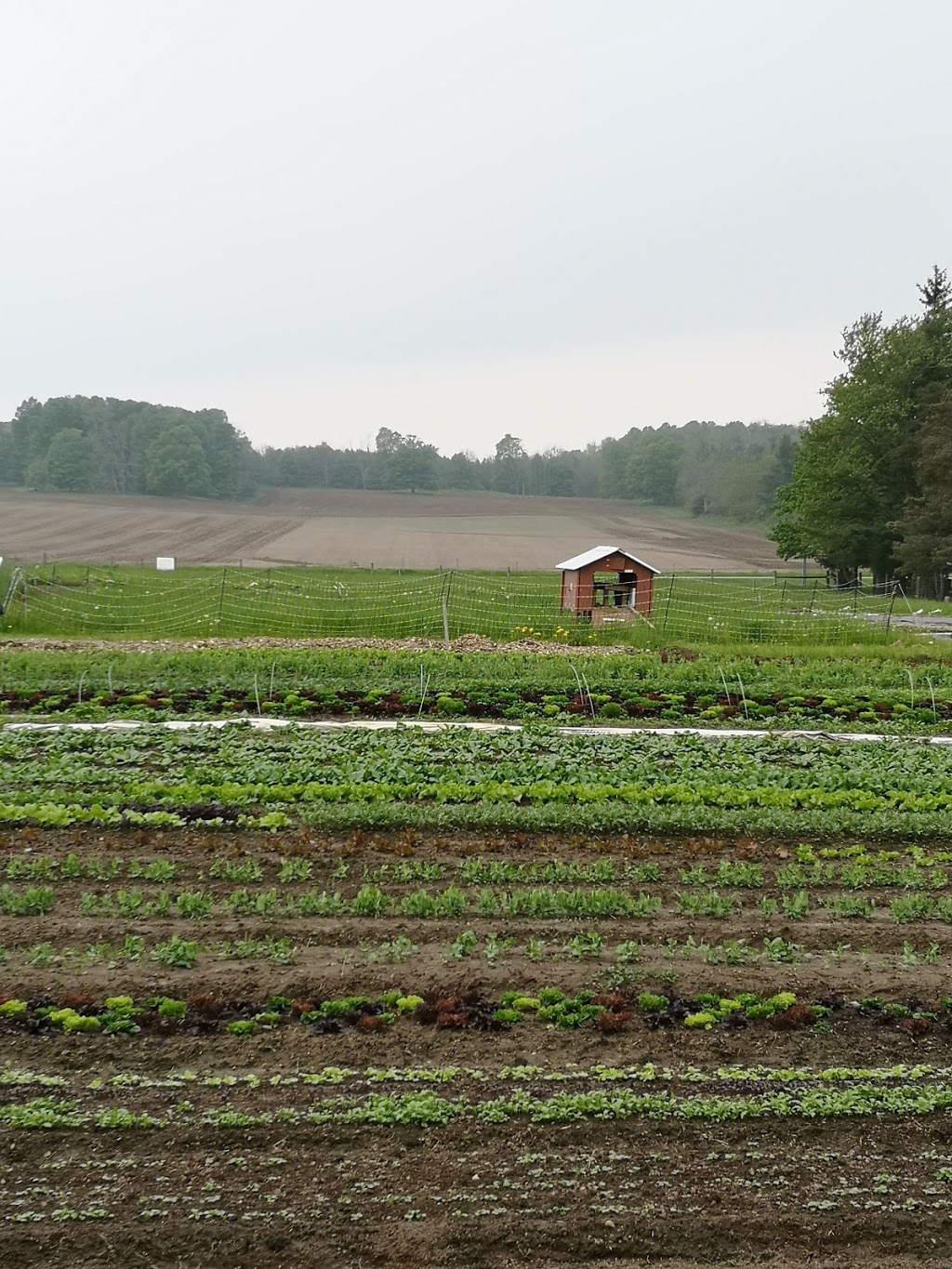 Milky Way Farm | 484872 Sweaburg Rd, Woodstock, ON N4S 7V6, Canada | Phone: (647) 268-0300