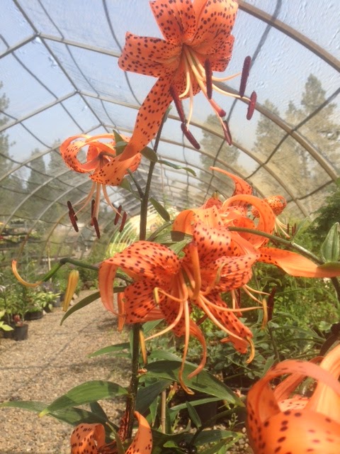 Stones Throw Nursery Inc. | 2346 Sun Valley Way, Okanagan Falls, BC V0H 1R2, Canada | Phone: (250) 497-5641