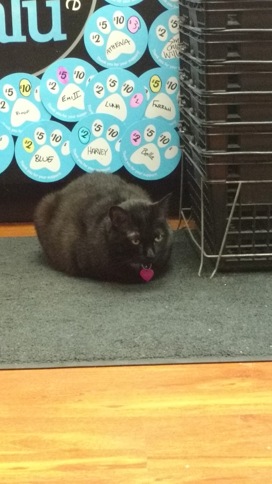 Pet Valu | 339 College St W, Toronto, ON M5T 1S2, Canada | Phone: (416) 944-0314