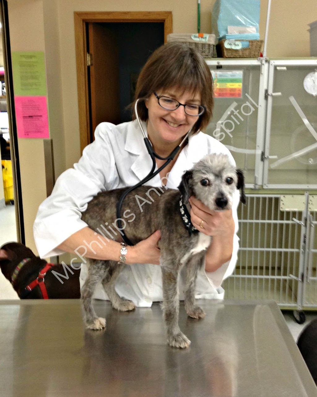 McPhillips Animal Hospital | 2211-B McPhillips St, Winnipeg, MB R2V 3M5, Canada | Phone: (204) 589-8381