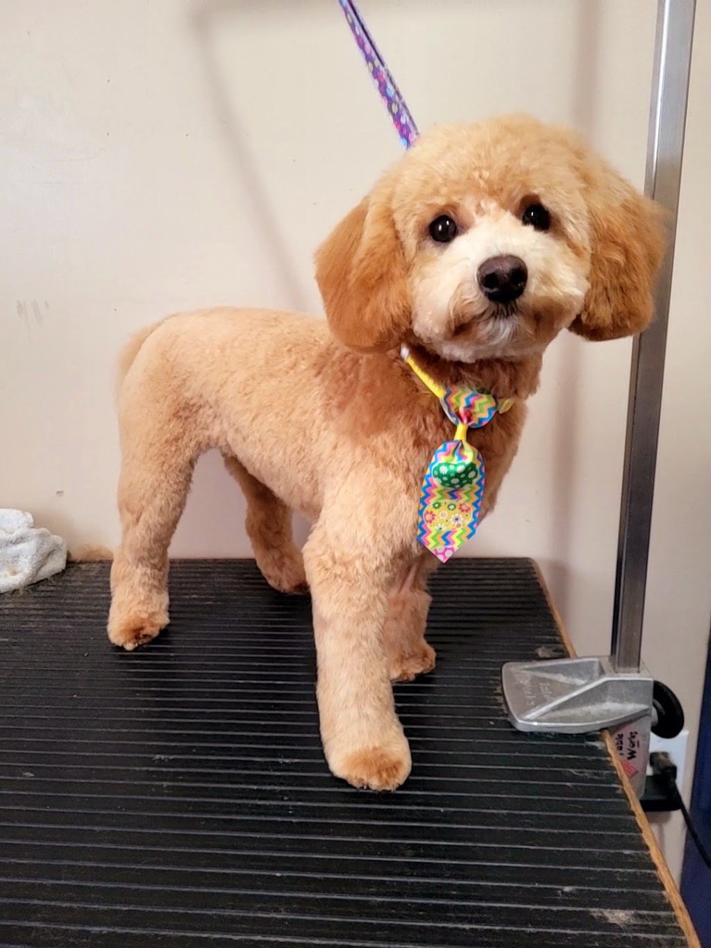 Kirstens Grooming | 669 Evergreen Park NW, Edmonton, AB T5Y 4M2, Canada | Phone: (780) 222-7363
