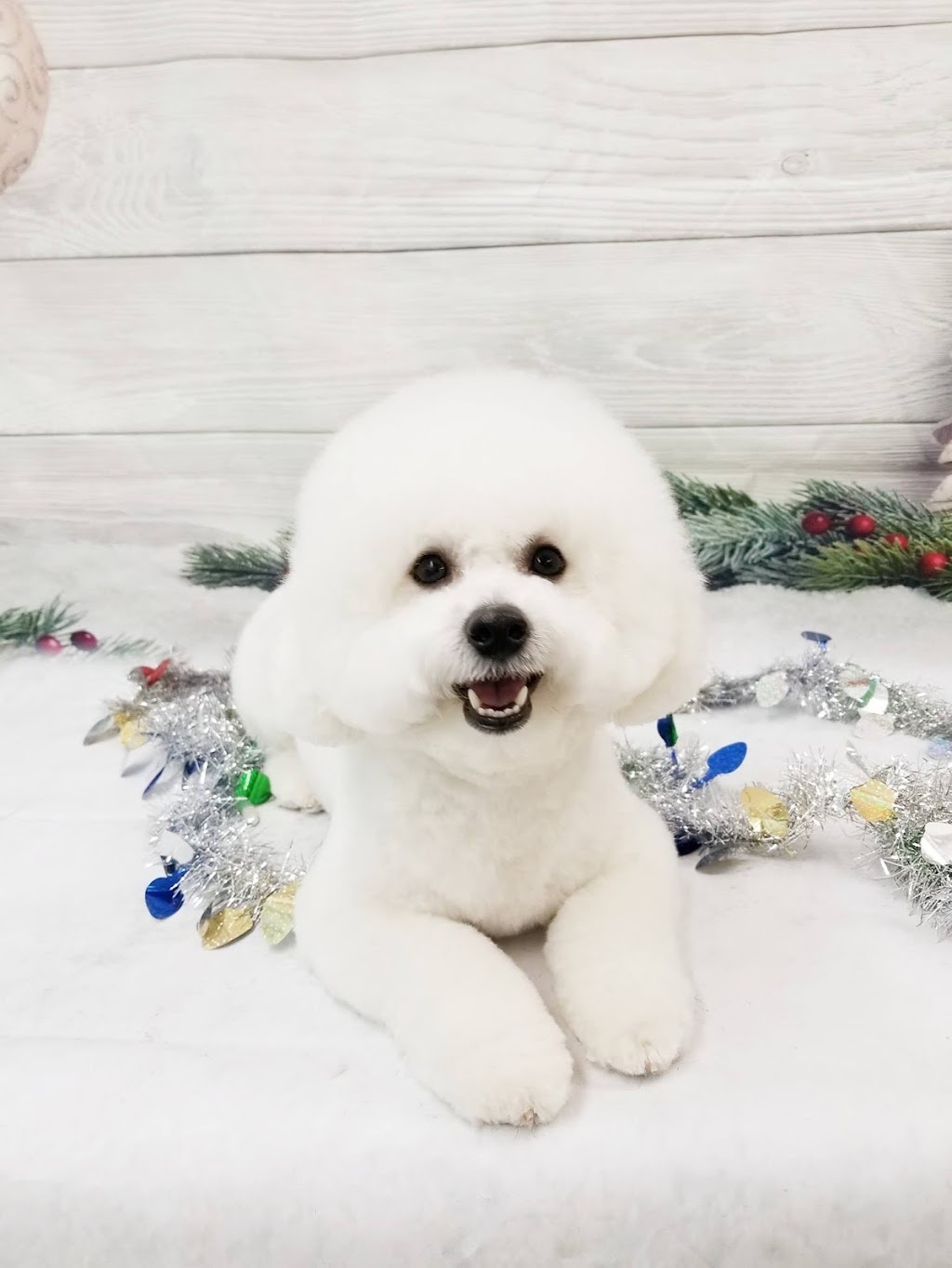Poochies Paradise Spa | 2713 Bur Oak Ave Unit 2, Markham, ON L6B 1K7, Canada | Phone: (905) 910-1022