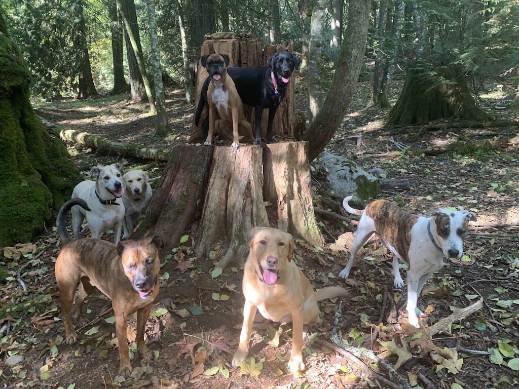 Just Like Home Pet Care | W Saanich Rd, Victoria, BC V9E 2G1, Canada | Phone: (250) 634-1404