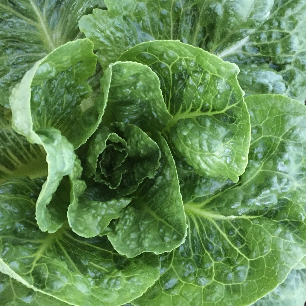 Reggies Veggies | 7342 Clover Rd, Pemberton, BC V0N 2L0, Canada | Phone: (604) 698-9998