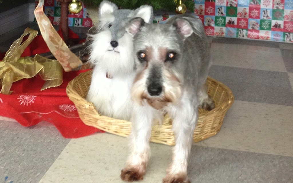 Besos Pet Salon | 1111 Cobden Rd, Ottawa, ON K2L 3M3, Canada | Phone: (613) 716-7387