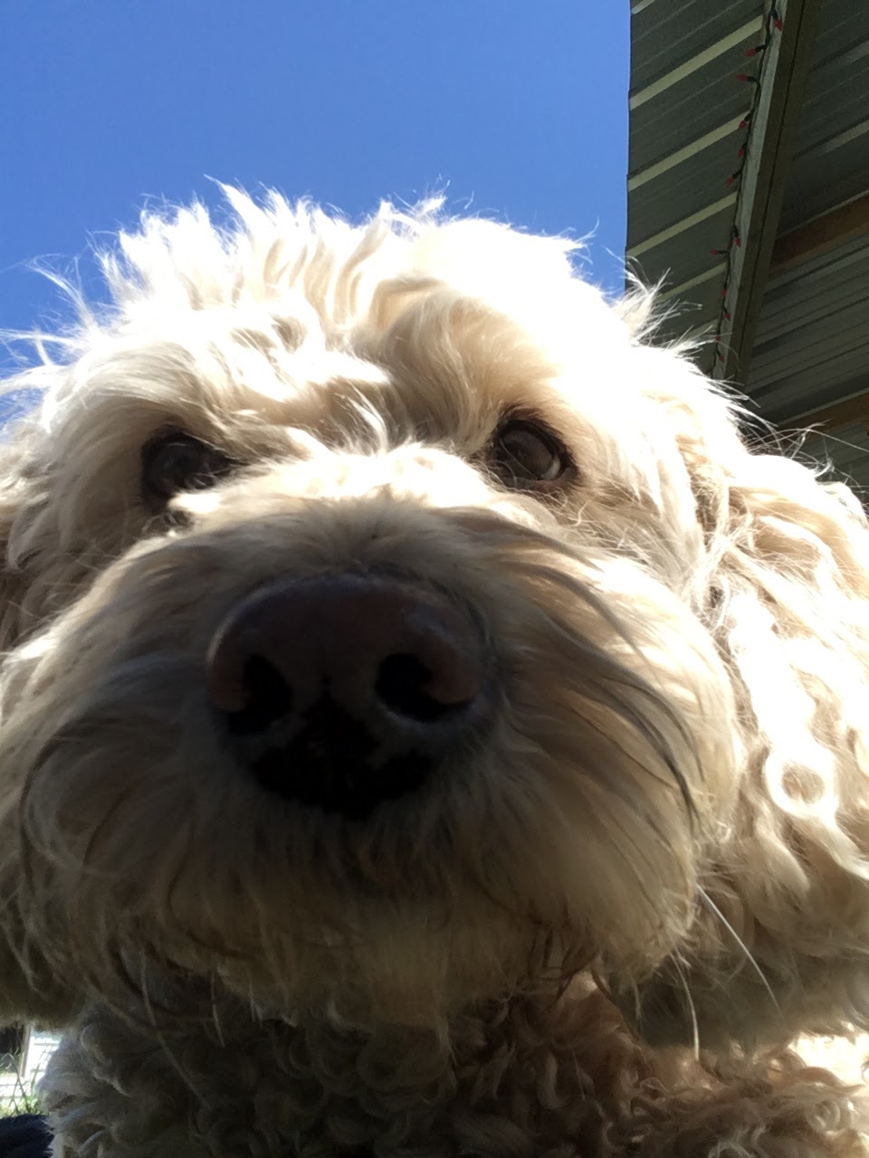 Annas Ark Dog Training, Walking and Boarding | RR 2, Blackie, AB T0L 0J0, Canada | Phone: (403) 684-3641