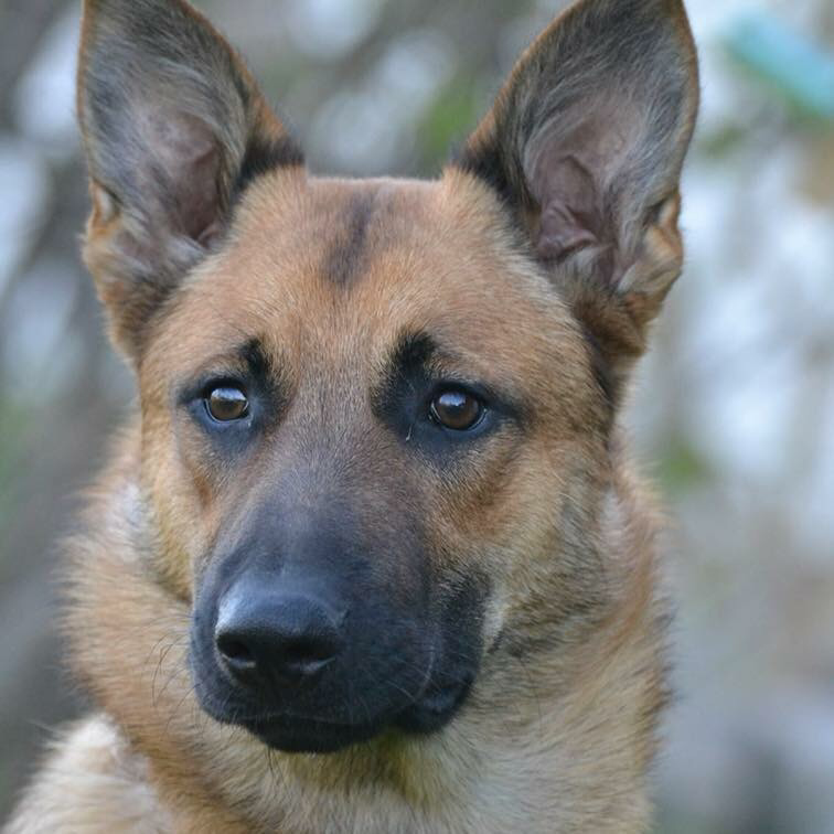 H&H K9 Detection | 19175 Ninth Line, Mount Albert, ON L0G 1M0, Canada | Phone: (416) 826-0248