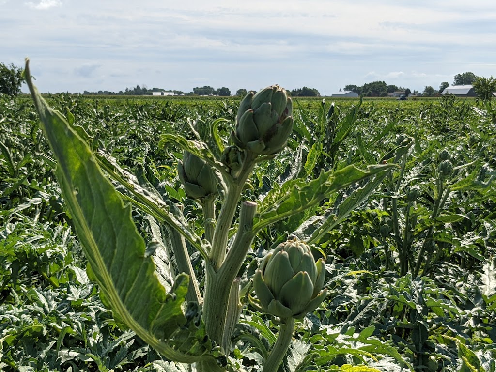 Farm La Fille du Roy | 1920 Rang St.-Simon, Sainte-Madeleine, QC J0H 1S0, Canada | Phone: (450) 795-3579
