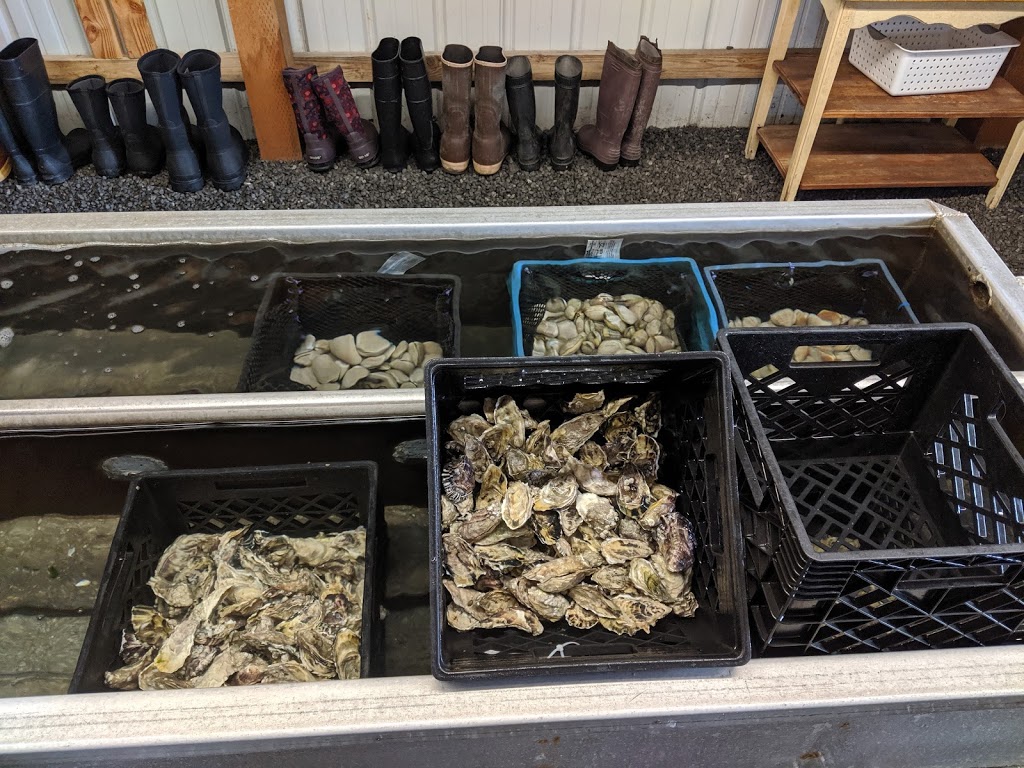 Buck Bay Shellfish Farm | 117 E J. Young Rd, Olga, WA 98279, USA | Phone: (360) 376-5280