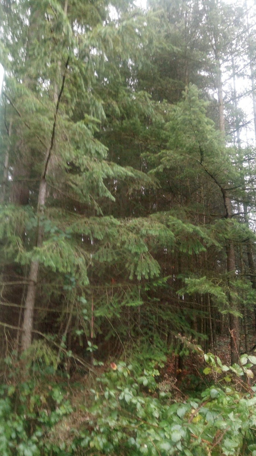 Griffin Gallery | 162 Egerton Crescent, Victoria, BC V9C 1H2, Canada | Phone: (250) 220-5829