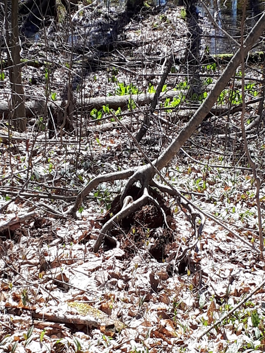 Joanys Woods | Unnamed Road, Lambton Shores, ON N0M 2N0, Canada