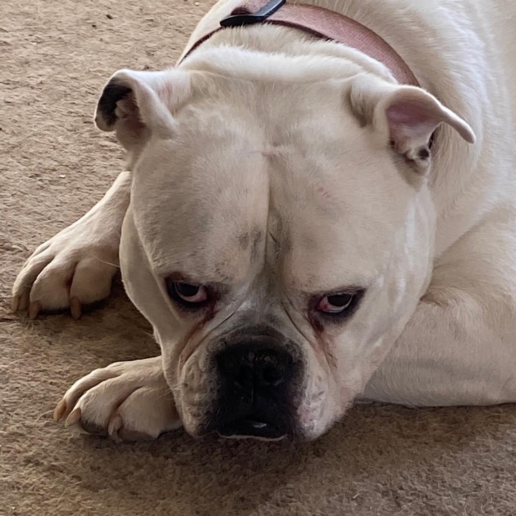Rosebull Kennels American Bulldogs | 78 Main St S, Hagersville, ON N0A 1H0, Canada | Phone: (905) 379-4489