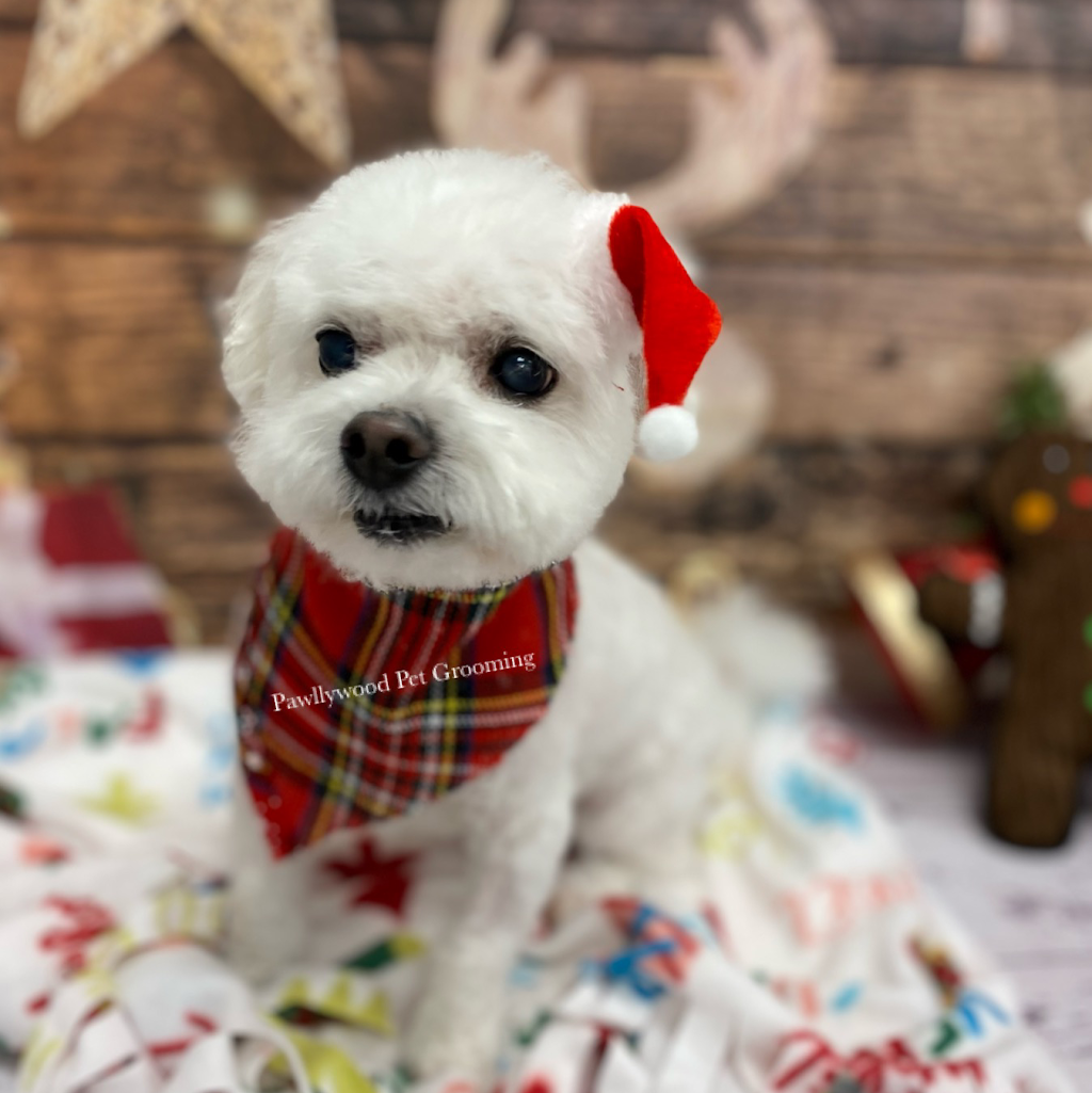 Pawllywood Pet Grooming | 1 Raymerville Dr #3a, Markham, ON L3P 5J5, Canada | Phone: (905) 209-0680