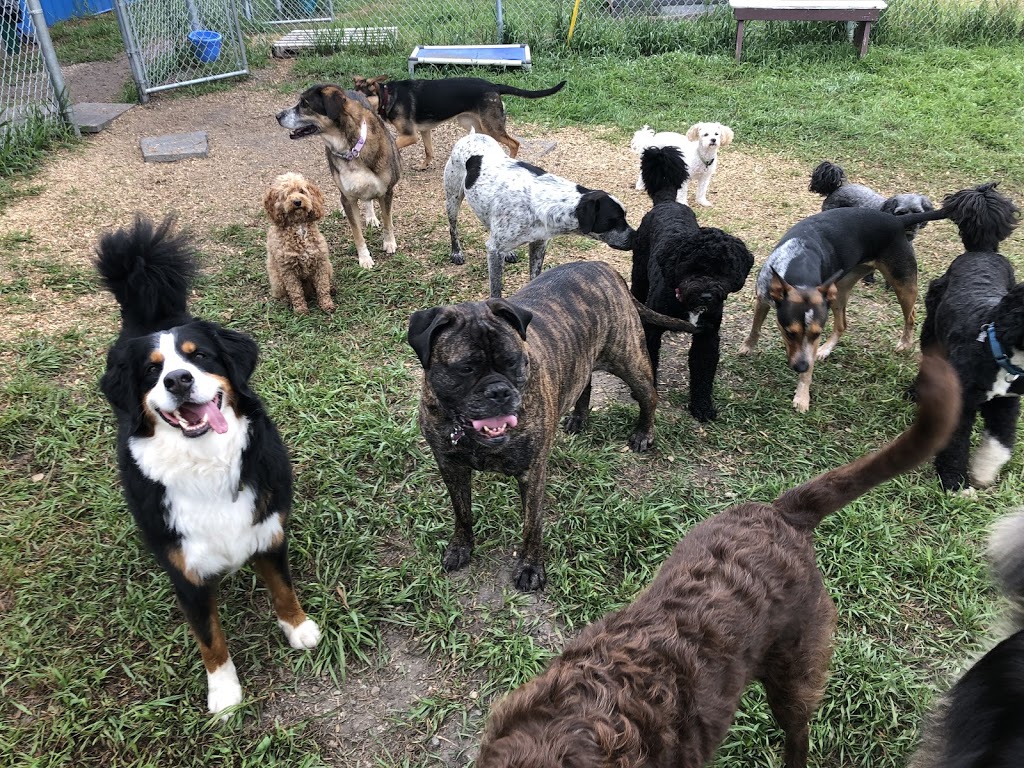 Cairdeas Kennel | 1245 Township Rd 352, Red Deer County, AB T4G 0H7, Canada | Phone: (403) 550-7512