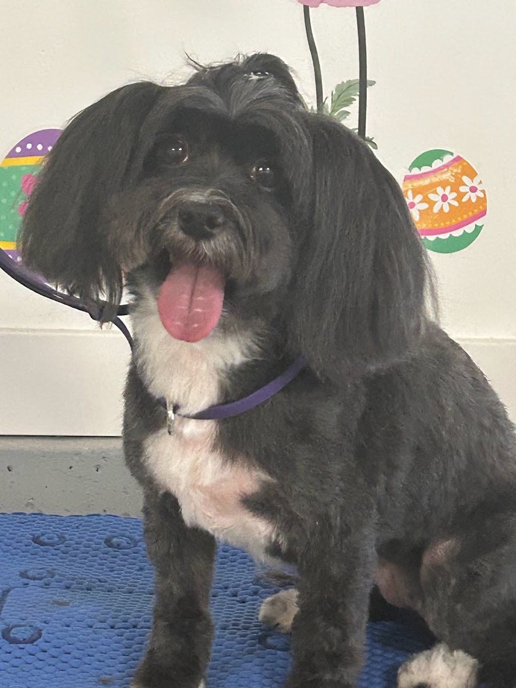 Yvonnes Grooming | 4660 Western Rd, Courtenay, BC V9N 3T2, Canada | Phone: (250) 207-0051