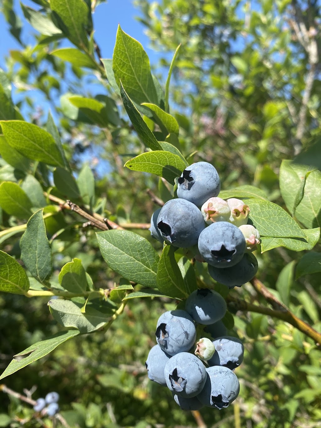 Sunflower Organic Blueberry Farm | 11131 Blundell Rd, Richmond, BC V6Y 1L4, Canada | Phone: (778) 996-4832
