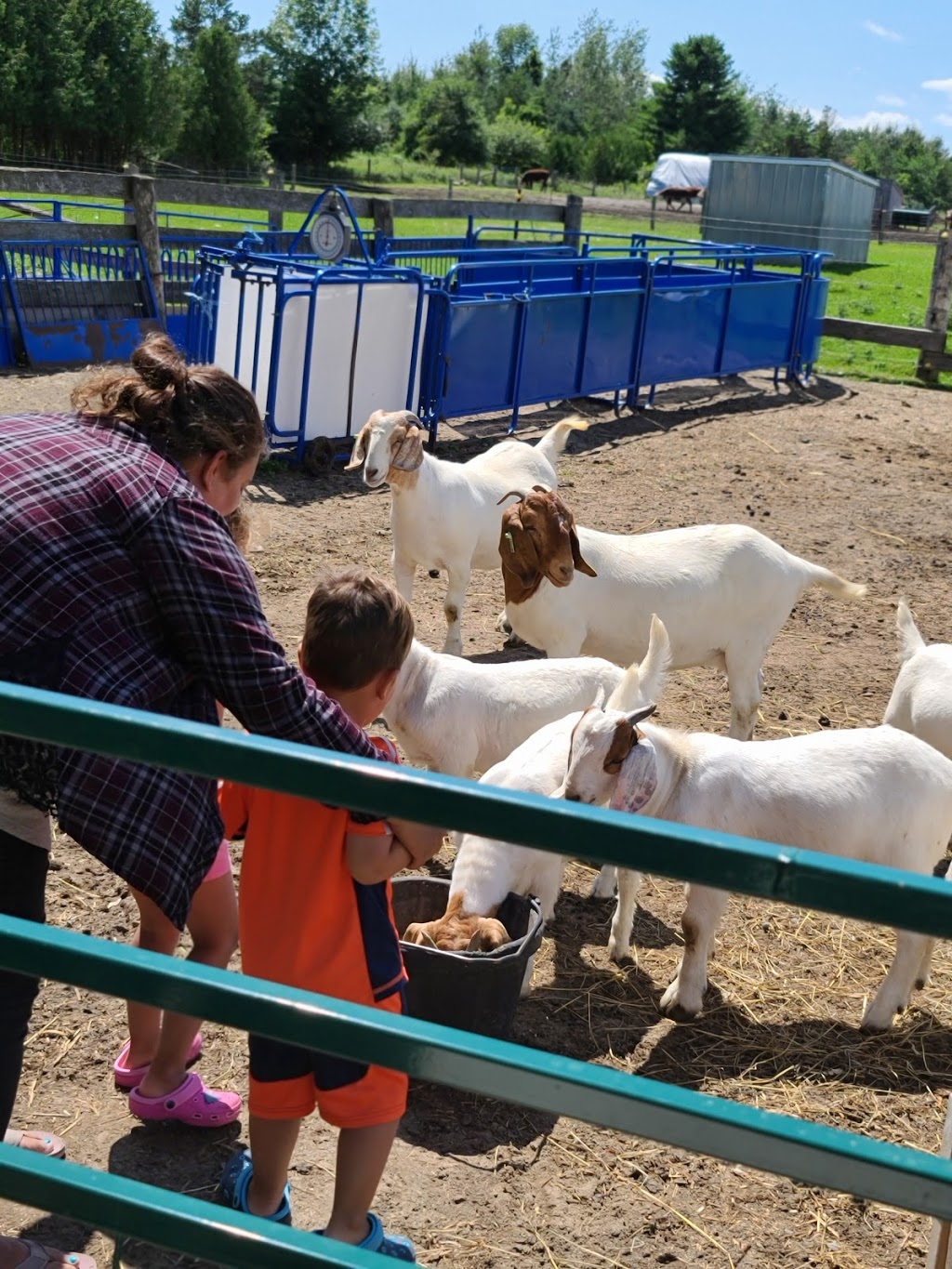 Graham Creek Farm | 3582 Morgans Rd, Newcastle, ON L1B 1L9, Canada | Phone: (416) 524-4242