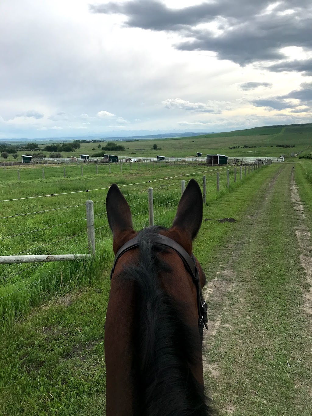 Absolute Show Jumping | Foothills County, AB T0L 0H0, Canada | Phone: (403) 483-8237