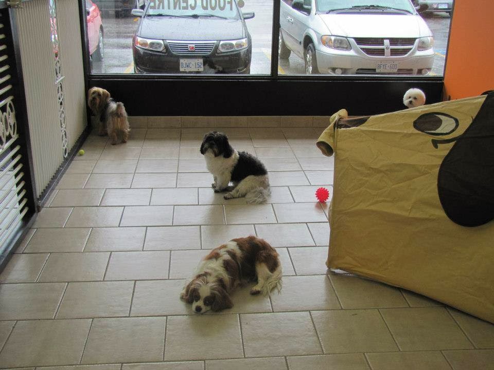 Pawrific Spa | 2895 Bank St, Gloucester, ON K1T 1N2, Canada | Phone: (613) 224-3644