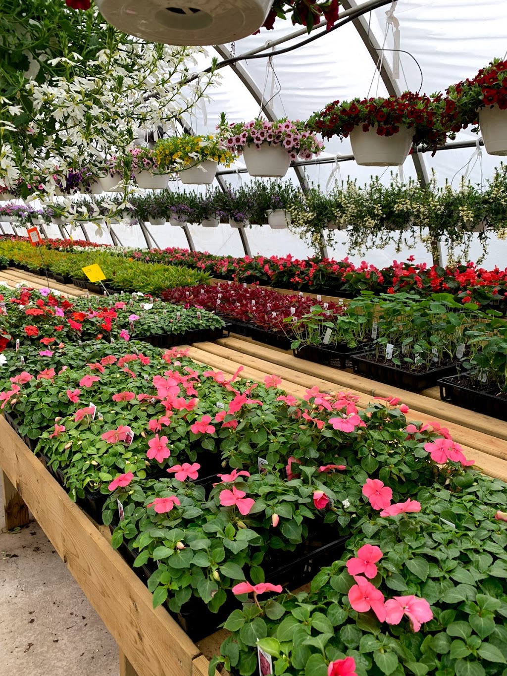 Village Nursery | 430 New Cumberland Rd, Pleasantville, NS B0R 1G0, Canada | Phone: (902) 543-5649