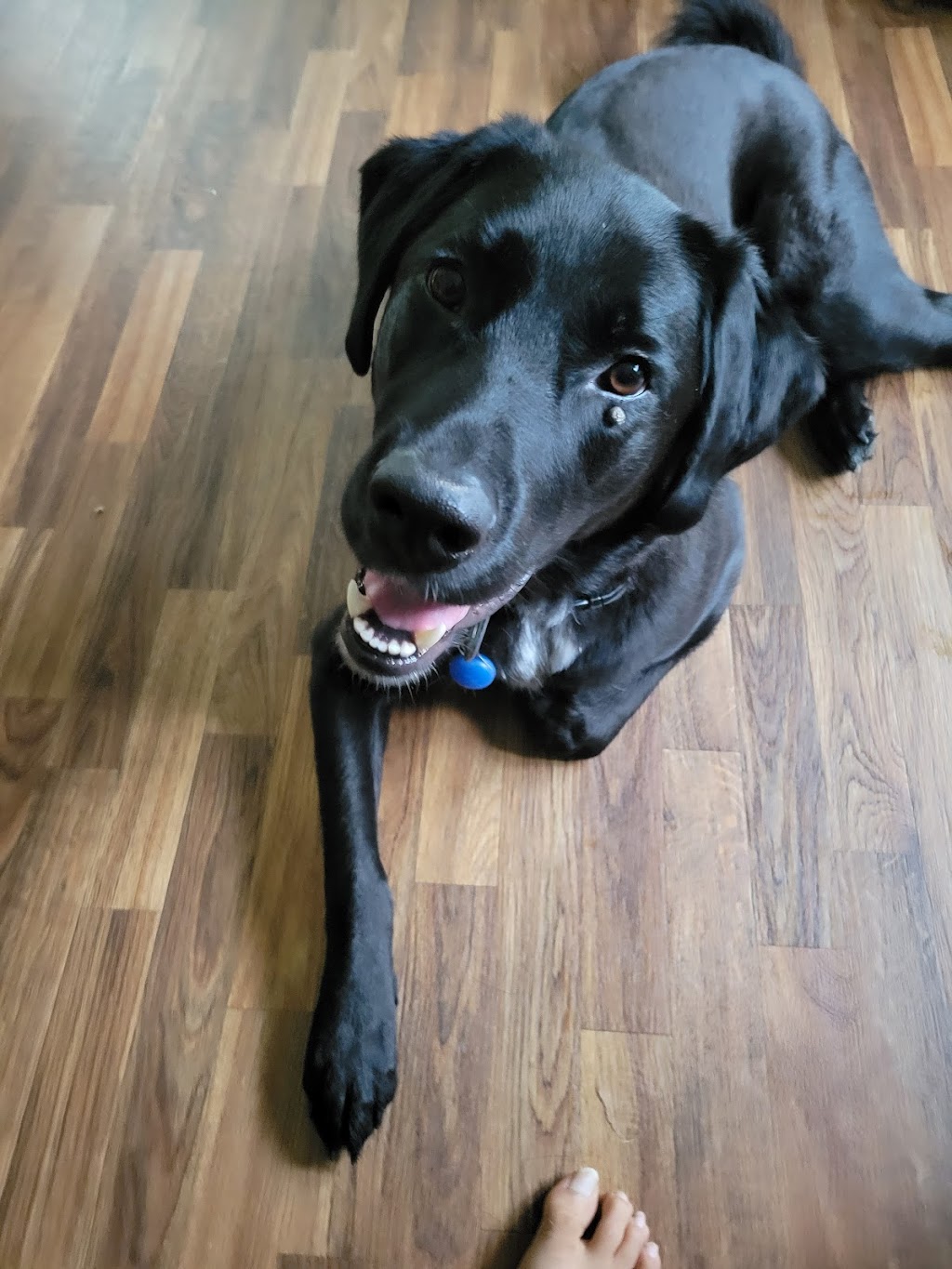 Big Puppy love | 313 Percy St, Waubaushene, ON L0K 2C0, Canada | Phone: (416) 697-8330