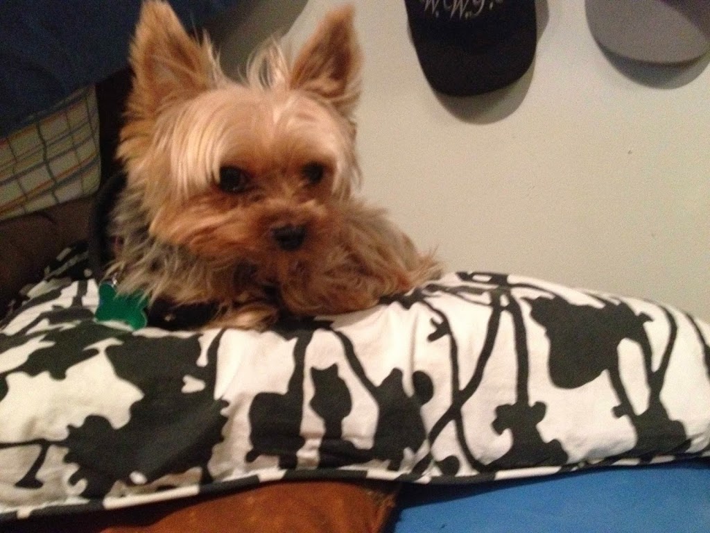 Waggz and Whiskerz Pet Services | 4902 Davis Dr, Cedar Valley, ON L0G 1E0, Canada