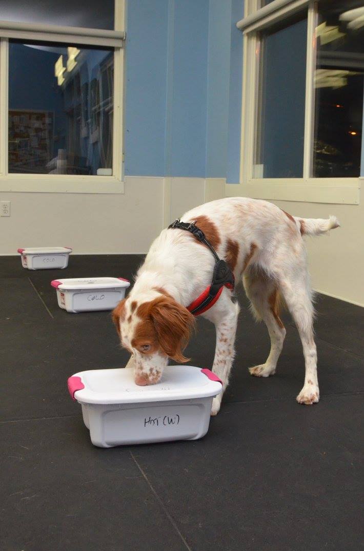 Best Paw Forward Dog Training | 1680 Northfield Rd, Nanaimo, BC V9S 3A9, Canada | Phone: (250) 729-3900