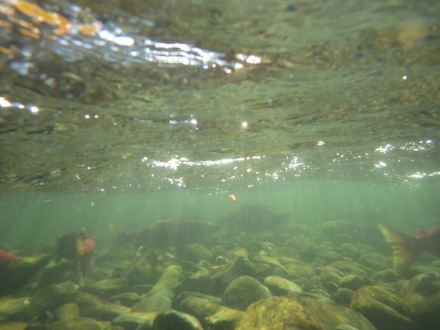 Purple Hayes School of Kayaking | 50984 Obyrne Rd, Chilliwack, BC V4Z 1B6, Canada | Phone: (604) 858-2888
