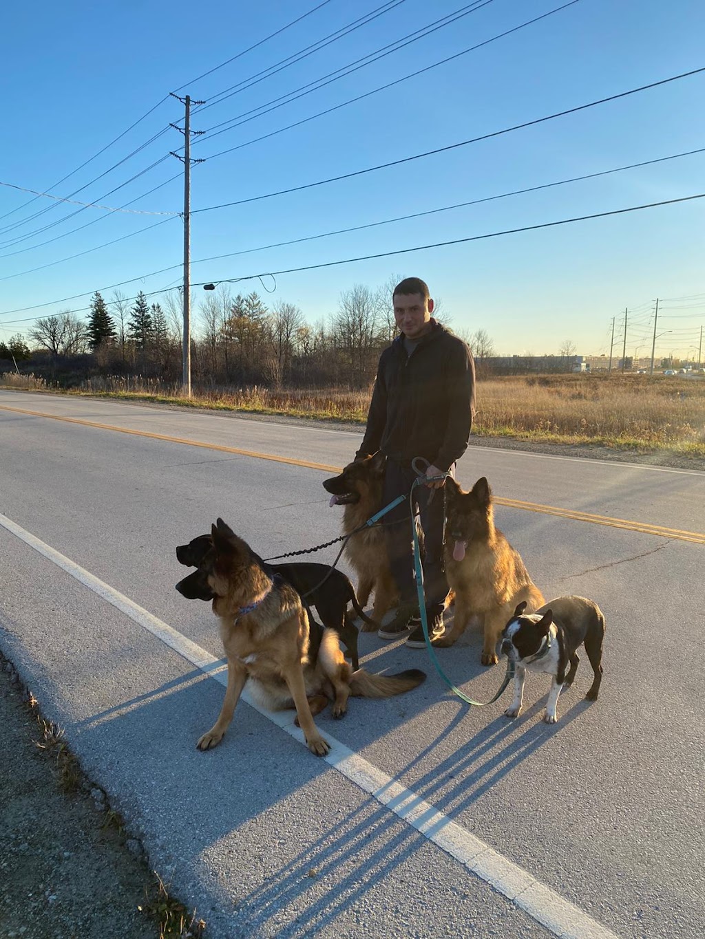 Eugene Dog Boarding and Training | 56A Mill St E, Acton, ON L7J 1H3, Canada | Phone: (647) 675-0958
