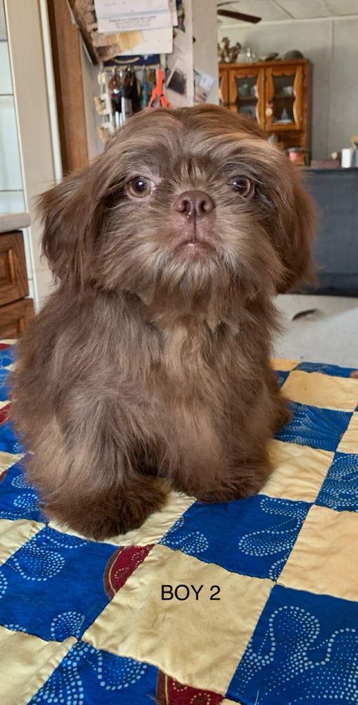 Shih Tzu Furbabys | RR 1, Pickardville, AB T0G 1W0, Canada | Phone: (780) 721-1185