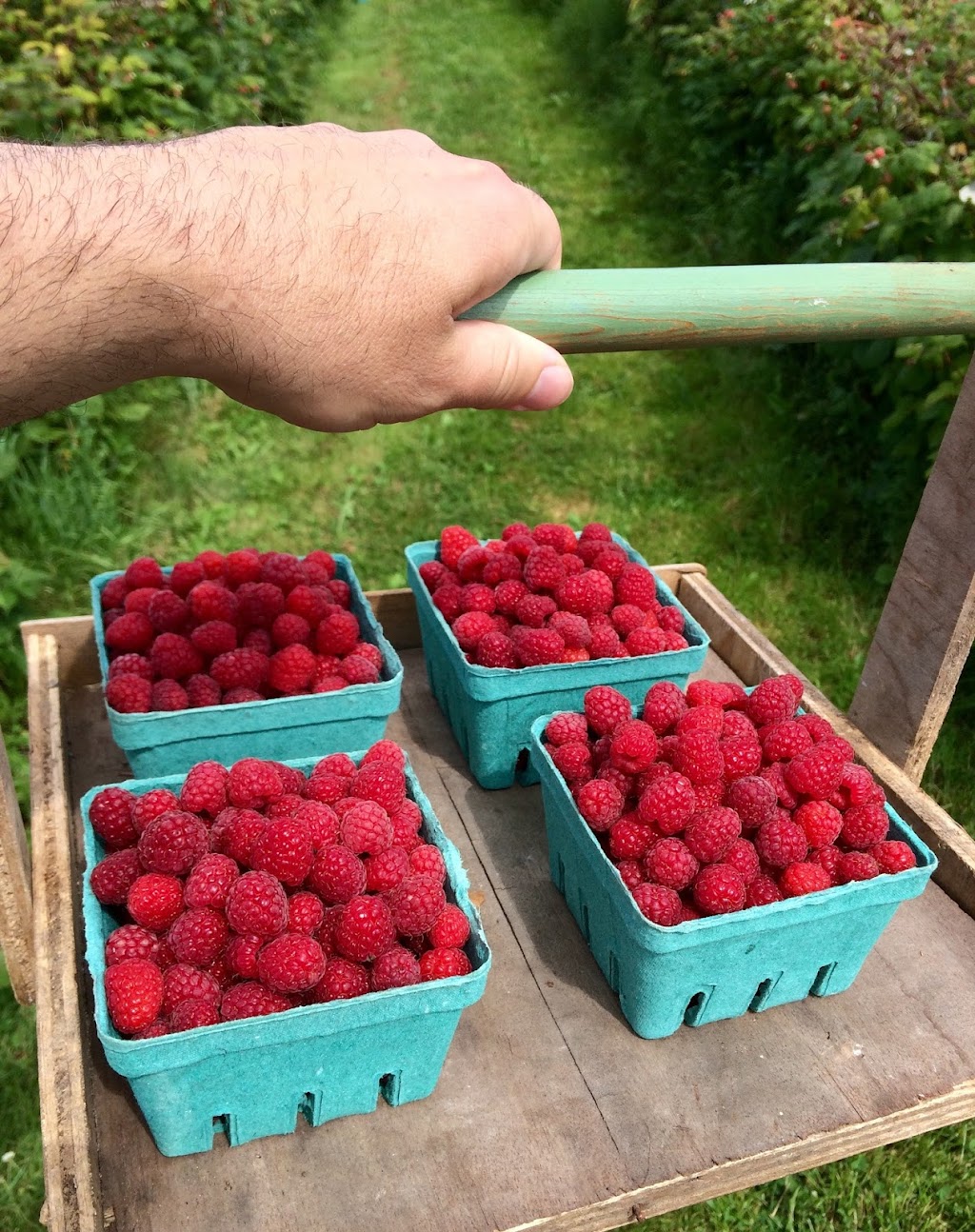 Ferme du Chapeau Rouge Farm | 370 La Vallée Rte, Memramcook, NB E4K 3E3, Canada | Phone: (506) 962-7770