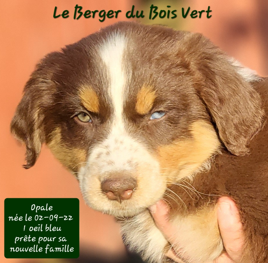 Le Berger du Bois Vert | 806a Rang 8 et 9, Saint-Rémi-de-Tingwick, QC J0A 1K0, Canada | Phone: (819) 350-8036