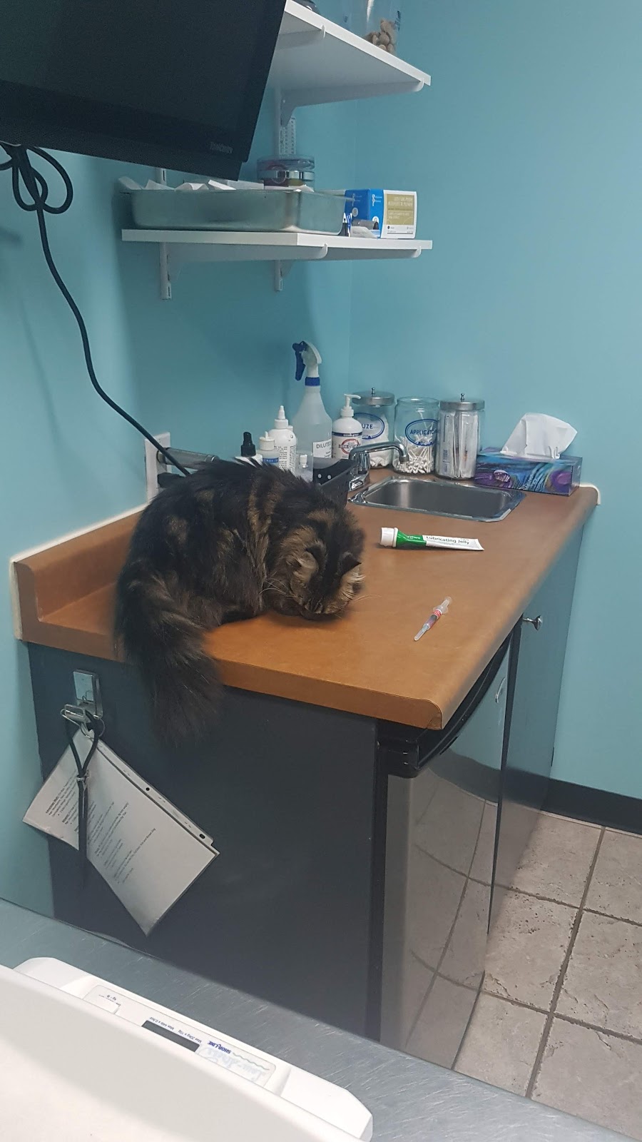 East London Animal Hospital | 417 Spruce, London, ON N5W 4P2, Canada | Phone: (519) 453-6030
