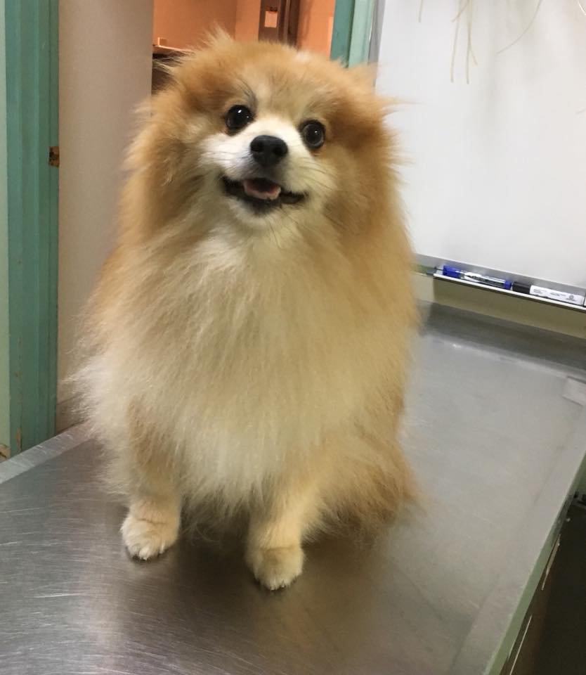Westbrook Veterinary Clinic | 21 Fairway Dr NW, Edmonton, AB T6J 2S6, Canada | Phone: (780) 436-5073