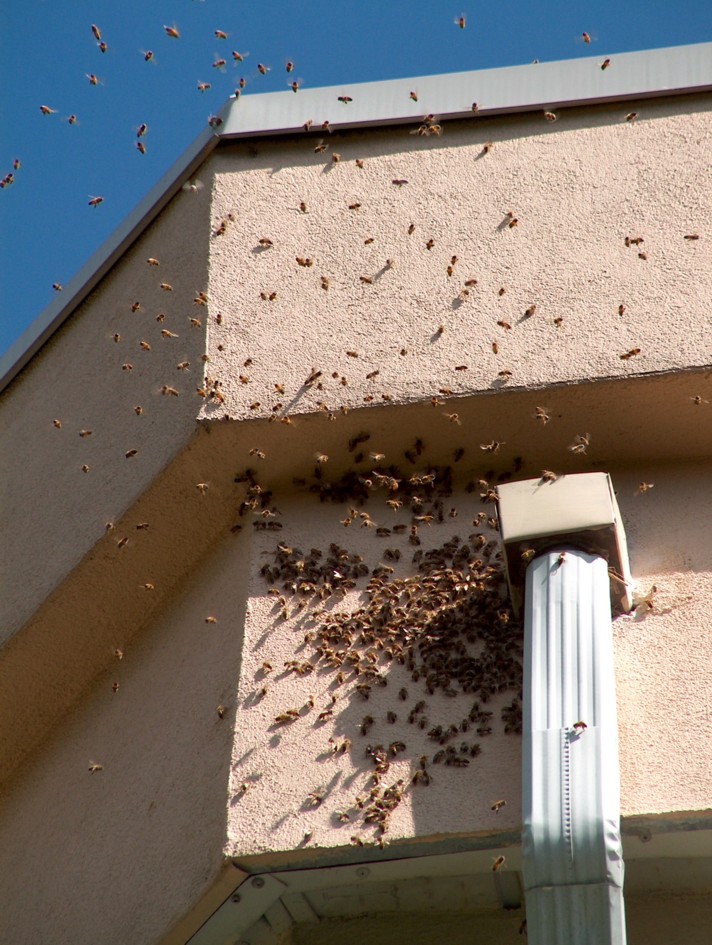 Leader Pest Control | 10944 Collings Pl, Delta, BC V4C 7E6, Canada | Phone: (604) 589-1080