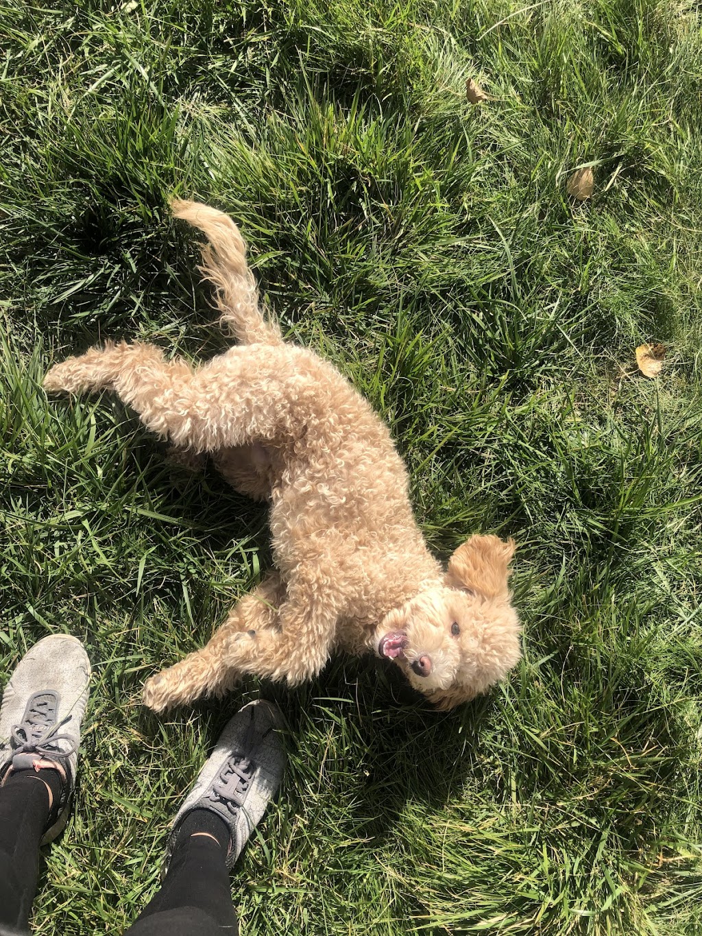 Cathys Dog daycare & Boarding | 3275 88 St SE, Calgary, AB T1X 0L5, Canada | Phone: (587) 889-3164