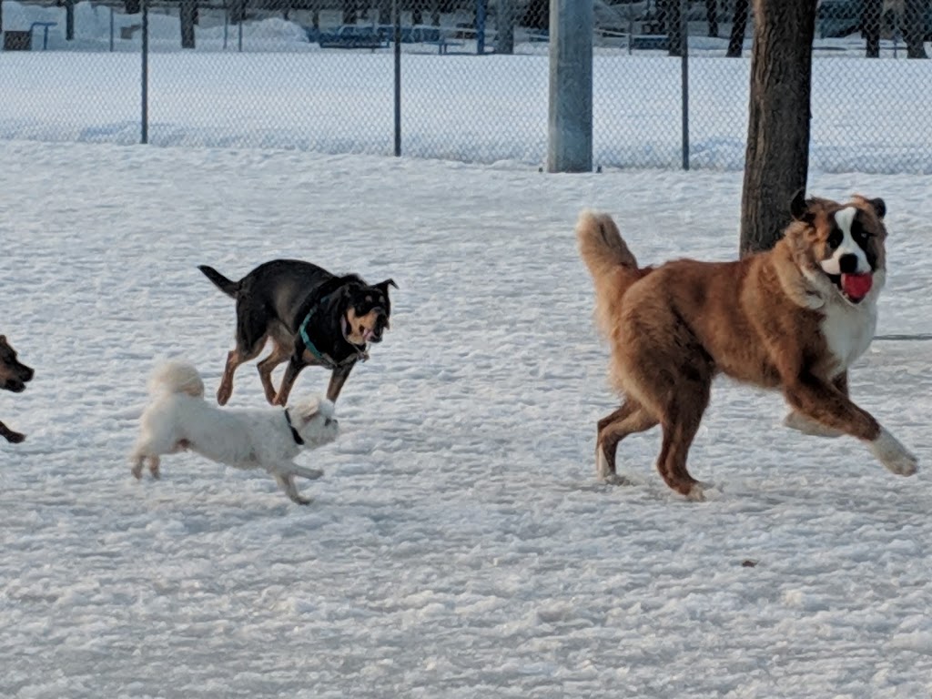 Dog Park | The Glebe, Ottawa, ON K1S 5N5, Canada