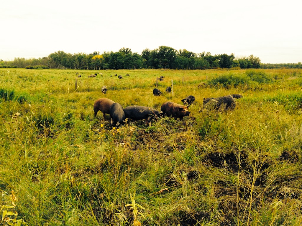 Jobin Ranch | 36052 Rd 41 N mail: BOX 571, Saint Claude, MB R0G 1Z0, Canada | Phone: (204) 750-2373