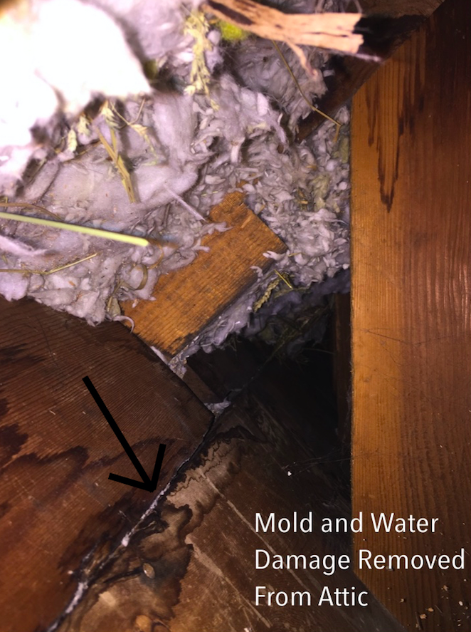 Mold Repair Calgary | 1101B Reader Crescent NE, Calgary, AB T2E 5J8, Canada | Phone: (403) 650-3829