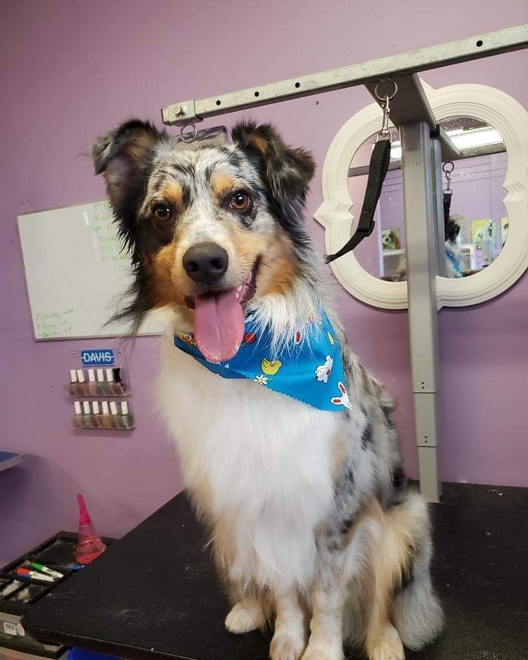 Royal Pet Spa | 140 Thorold Rd, Welland, ON L3C 3V5, Canada | Phone: (905) 735-7297
