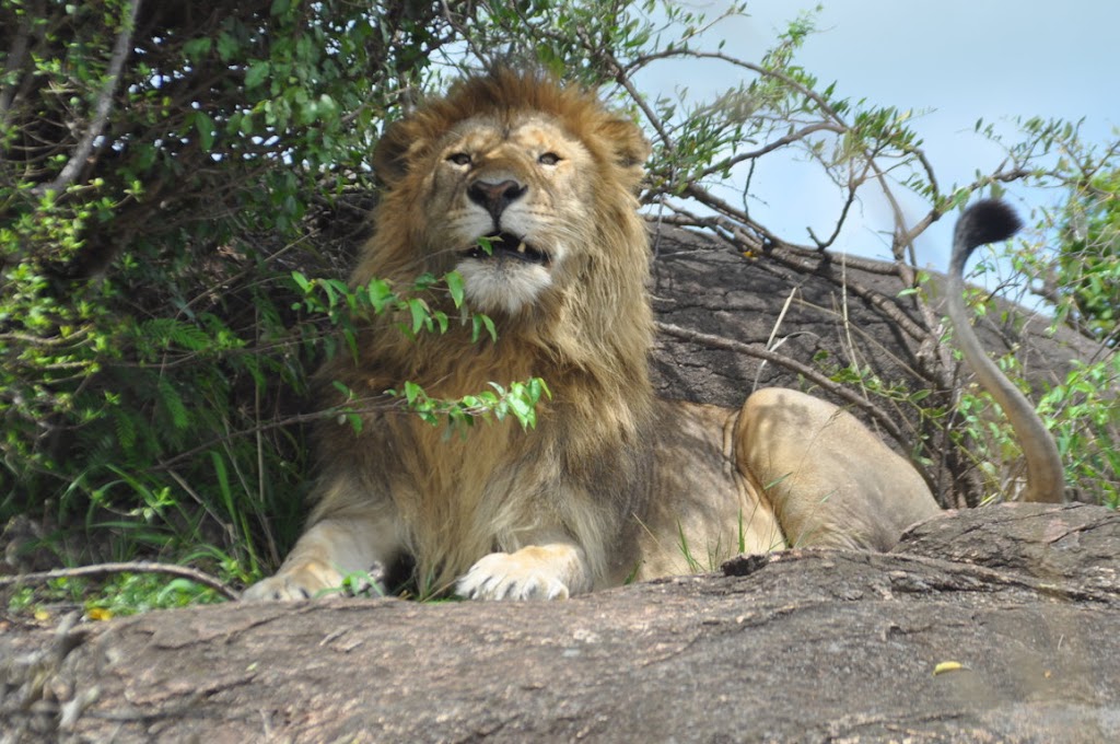 Kip Travels - Explore East Africa in Luxury, Style and Comfort | 2582 Lavinia Rd Unit 1, Shawnigan Lake, BC V0R 2W2, Canada | Phone: 0724 170102