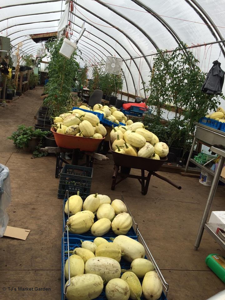 TJs Market Garden Inc. | 41259 Rge Rd 163, Forestburg, AB T0B 1N0, Canada | Phone: (780) 385-5450
