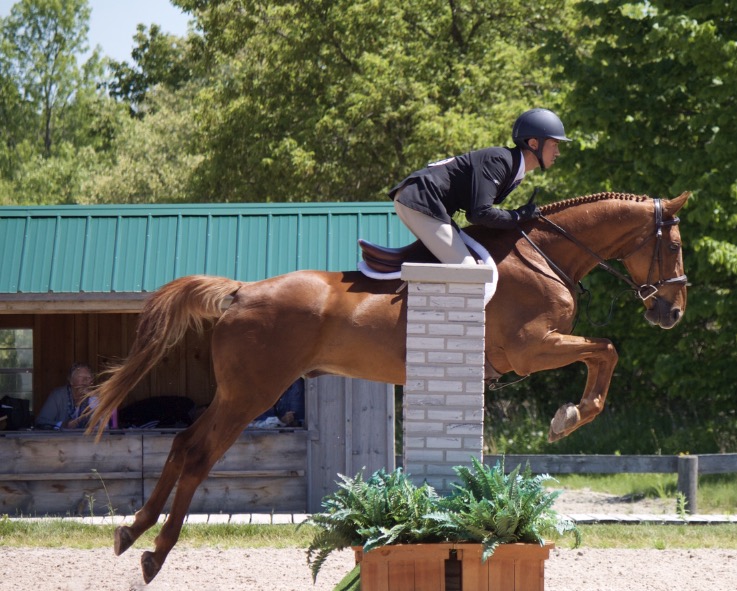 Maximum Equestrian Limited | 8814 Twenty Rd, Smithville, ON L0R 2A0, Canada | Phone: (289) 922-9029