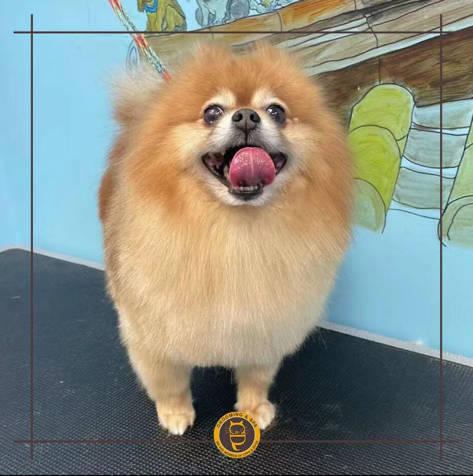 C&D Pet Studio St. Catharines | 595 Carlton St Unit 4, St. Catharines, ON L2M 4Y2, Canada | Phone: (647) 303-7116