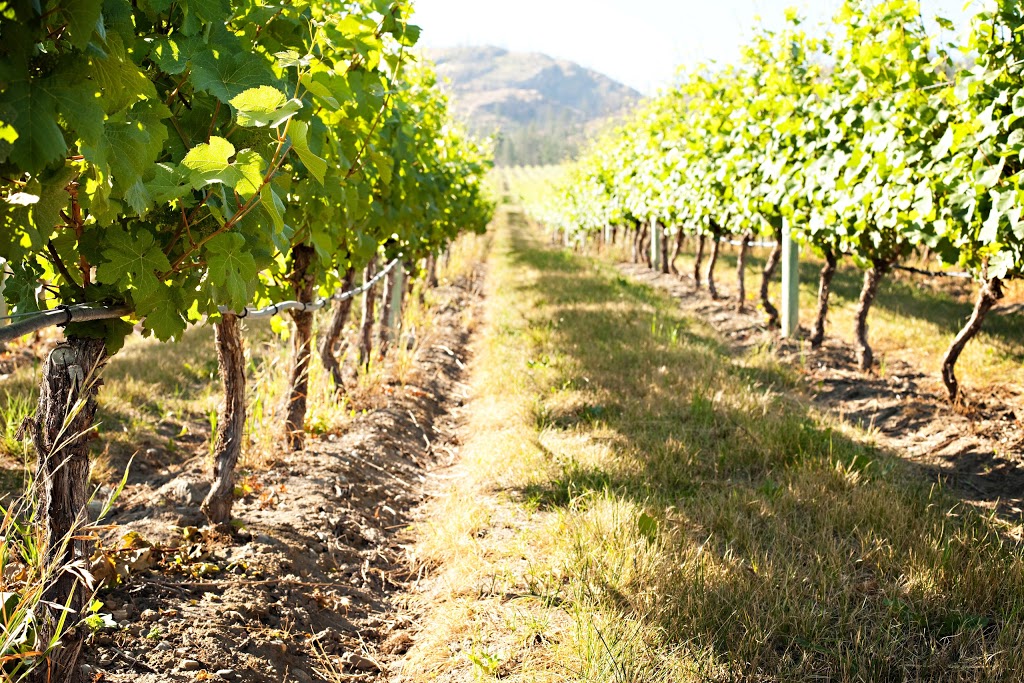 CedarCreek Estate Winery | 5445 Lakeshore Rd, Kelowna, BC V1W 4S5, Canada | Phone: (778) 738-1020