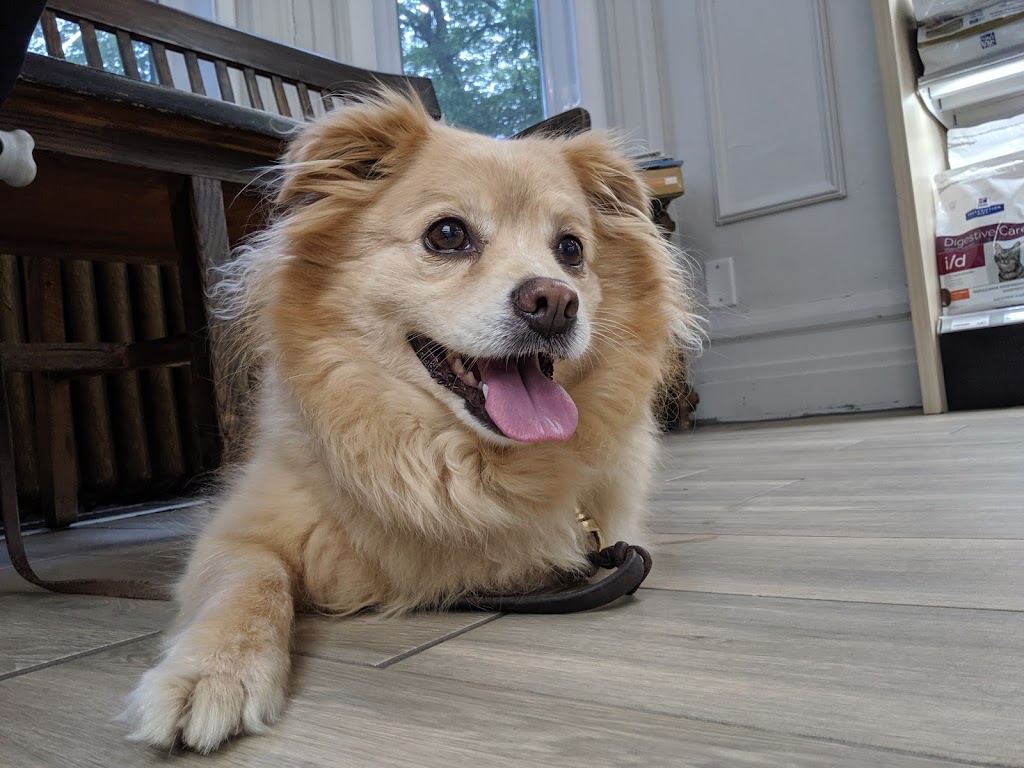 Medecin Veterinaire St-Louis | 3928 Rue St-Hubert, Montréal, QC H2L 4A5, Canada | Phone: (514) 282-1161