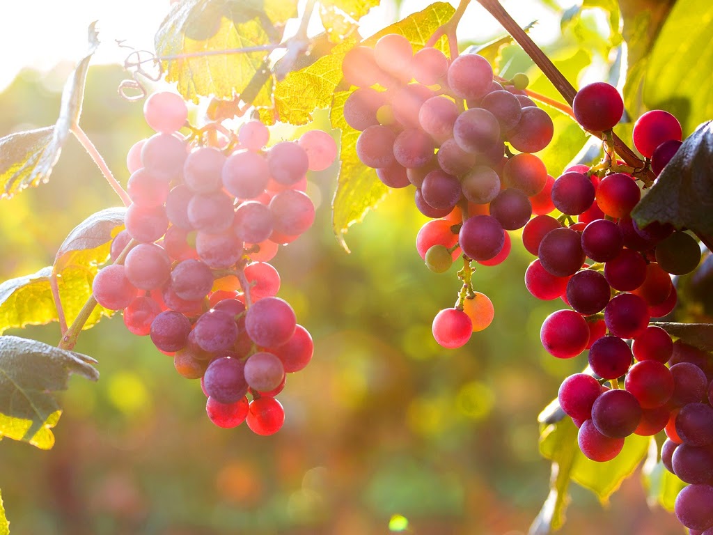 True Vine Ministries | 188 Wilkinson Rd #4, Brampton, ON L6T 4W9, Canada | Phone: (416) 477-1217