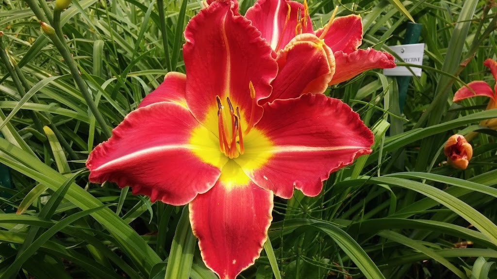Jardin des Nuances | 441 Rang N, Sainte-Victoire-de-Sorel, QC J0G 1T0, Canada | Phone: (450) 494-3955